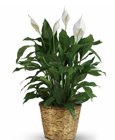 Peace Lily in a Basket